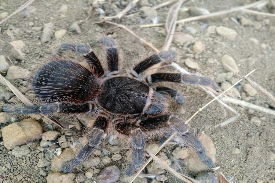 Aranha caranguejeira