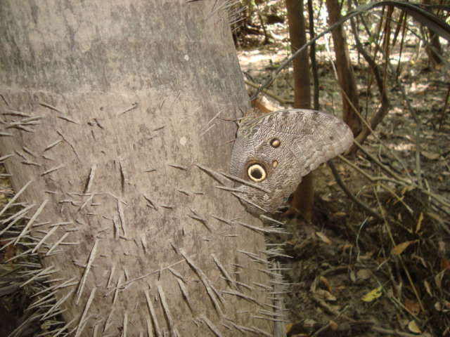 Borboleta coruja